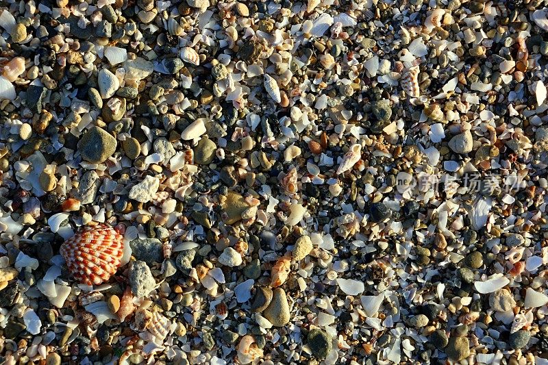 暑假纹理-美丽的贝壳在沙滩上的海边/海洋。采购产品自然背景适合海景，旅游，假日，旅游，度假村，酒店广告，墙纸或横幅。